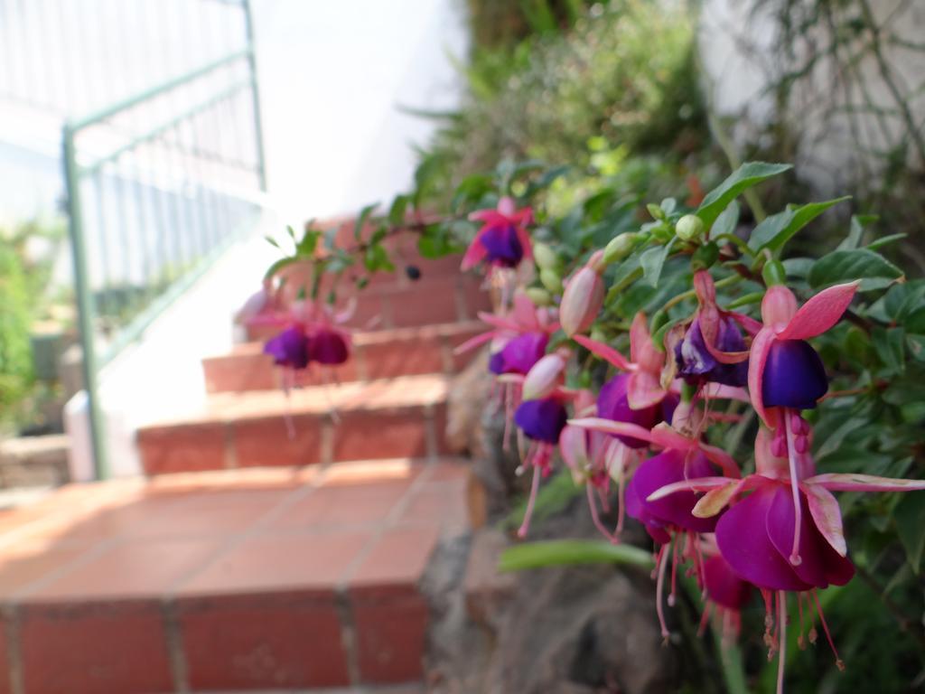 Agterplaas Guesthouse Pty Ltd Johannesburg Dış mekan fotoğraf